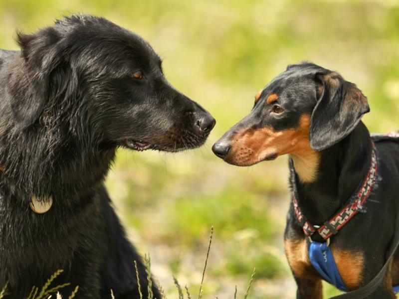 Due cani si affrontano